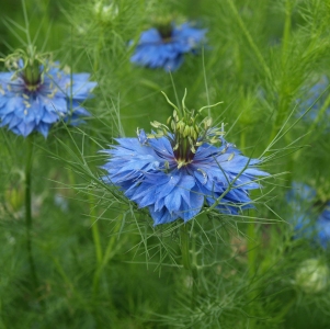 Nigella damascena seed